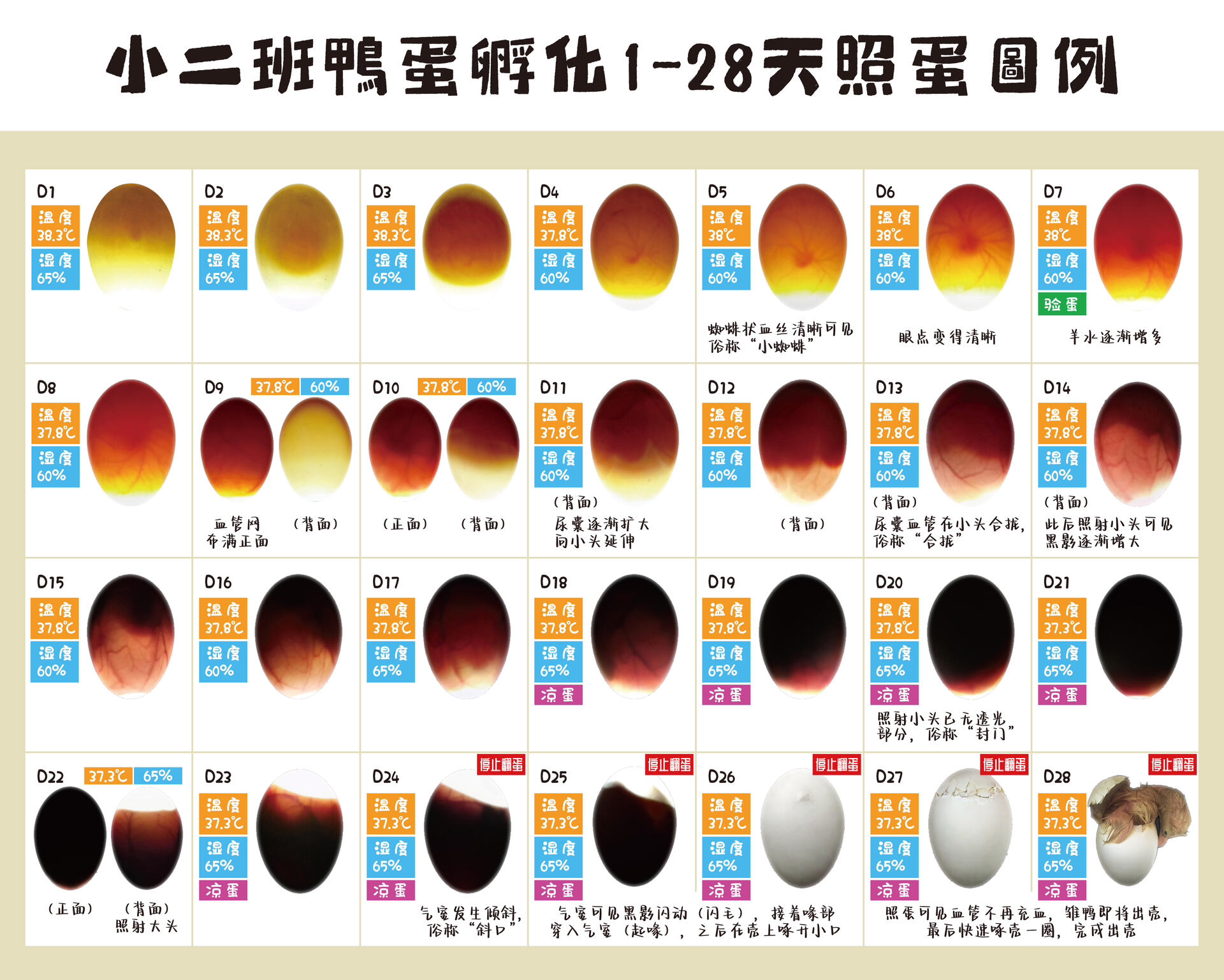 鸡蛋是卵还是受精卵?该不会是鸡的大姨妈吧?...