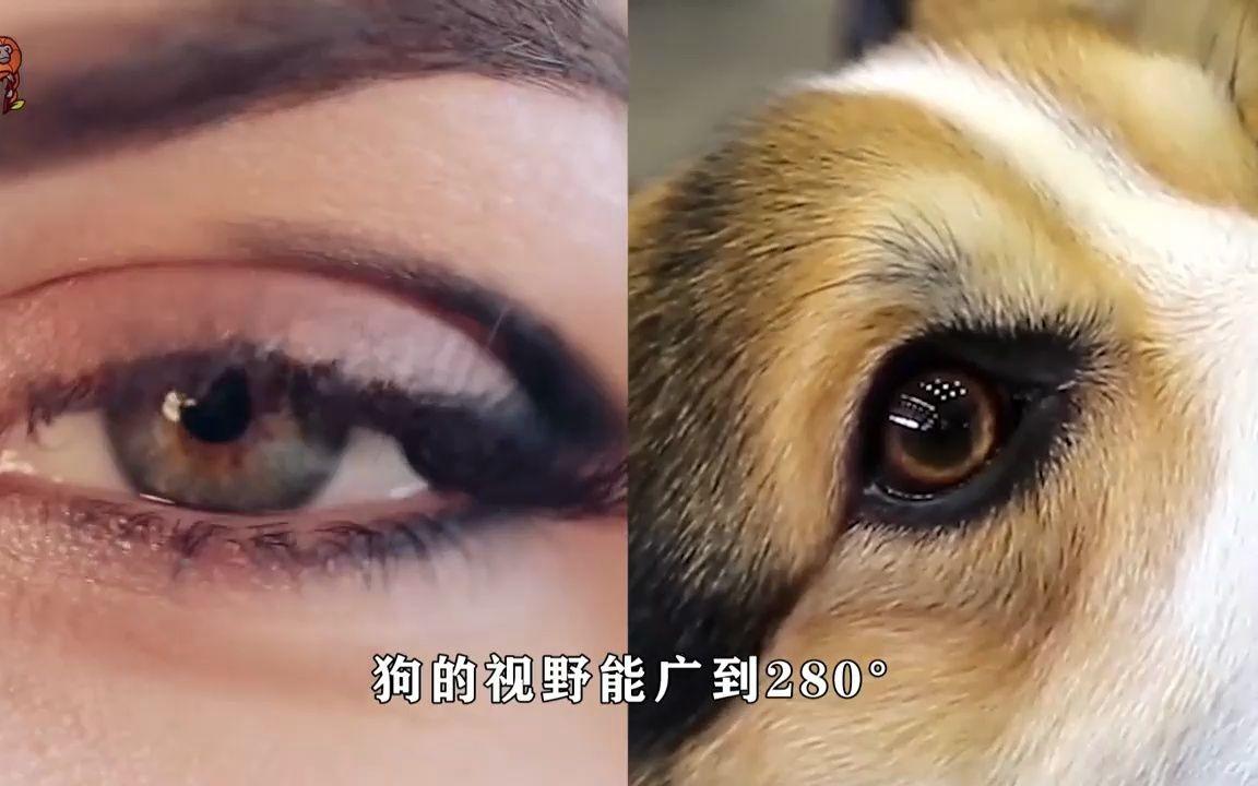 狗真的会看到人类看不见的东西吗?...