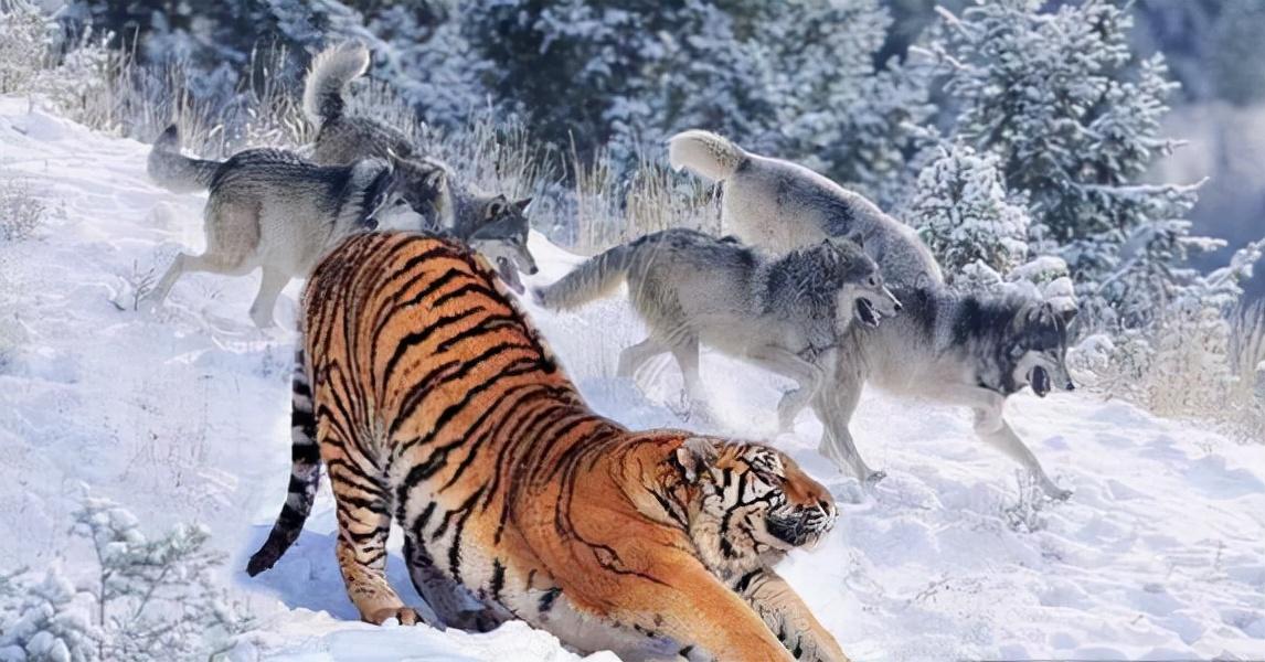 为什么有人说老虎的周边不会出现大型狼群？...