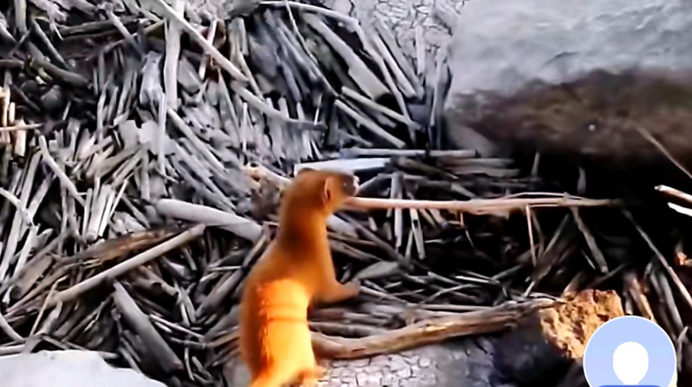 为什么老人总说黄鼠狼不能杀？这到底是迷信还是有科学依据？