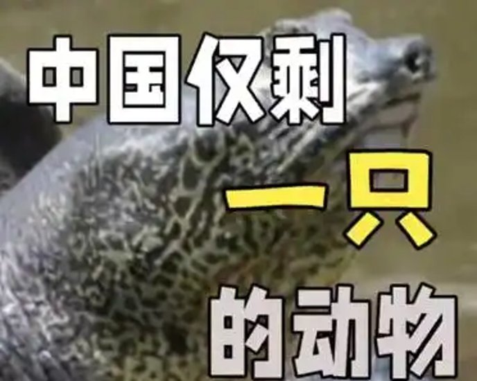 野鸡为什么一到晚上就“消失”了？它们都去哪儿了？