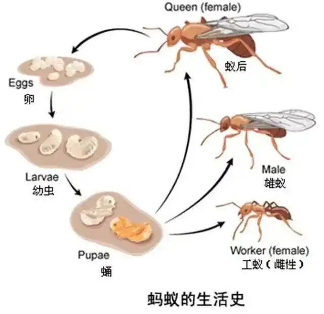 蚁后死了，蚂蚁们到底会发生什么惊人的变化？