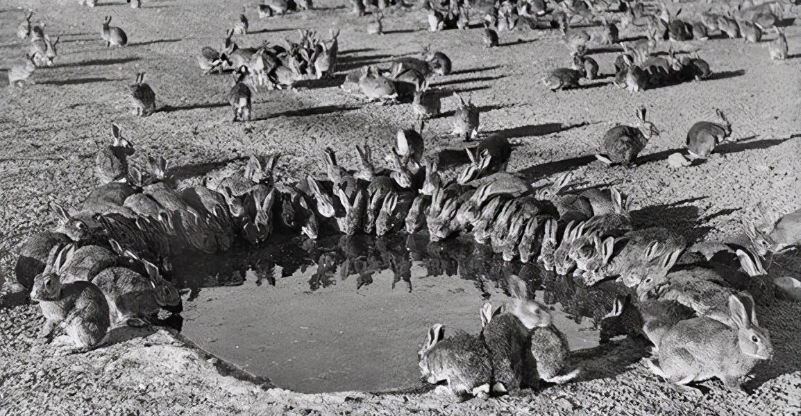 澳洲百亿野兔泛滥，中国吃货真的能帮忙解决吗？