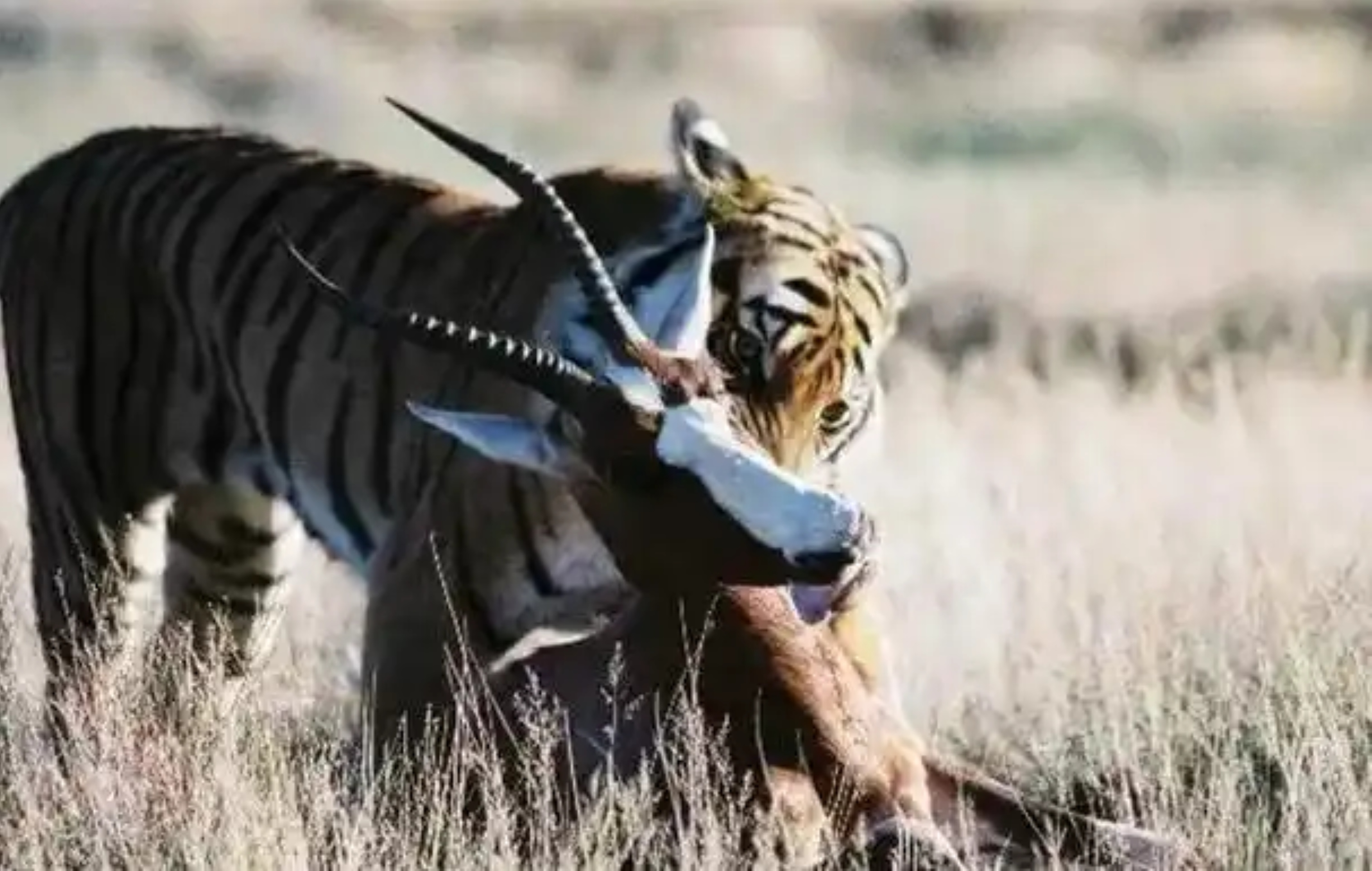 当年在非洲野化训练的华南虎，现在怎么样了？何时回国...