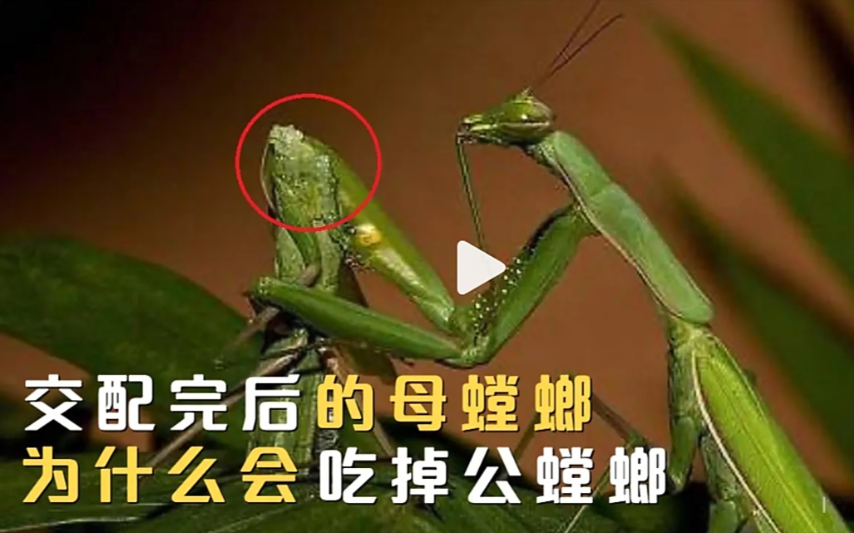 为什么雄性螳螂交配后甘心被吃掉？它们真的不逃跑吗？