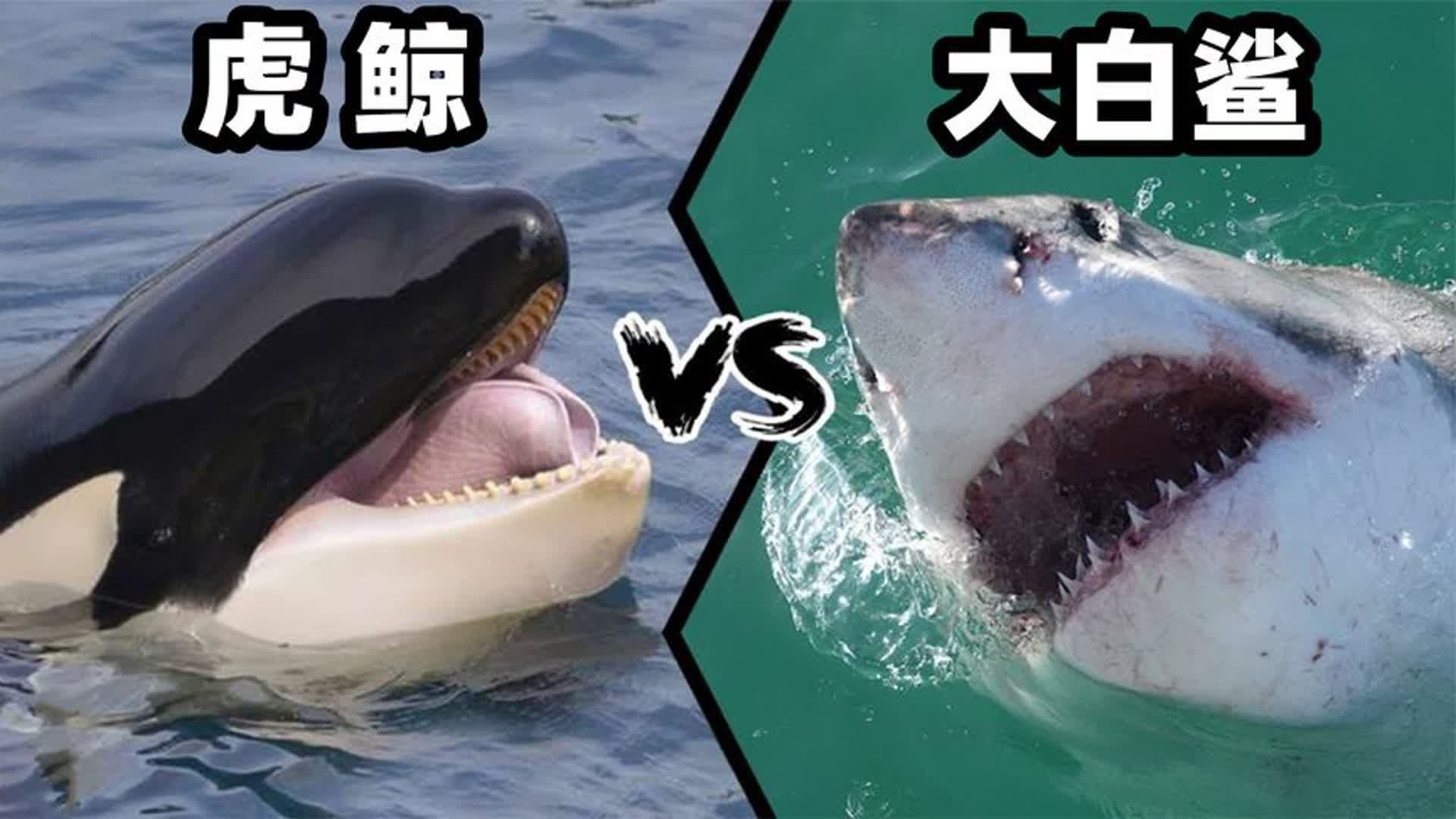 为什么虎鲸能轻松吓跑大白鲨？揭秘海洋霸主的秘密！