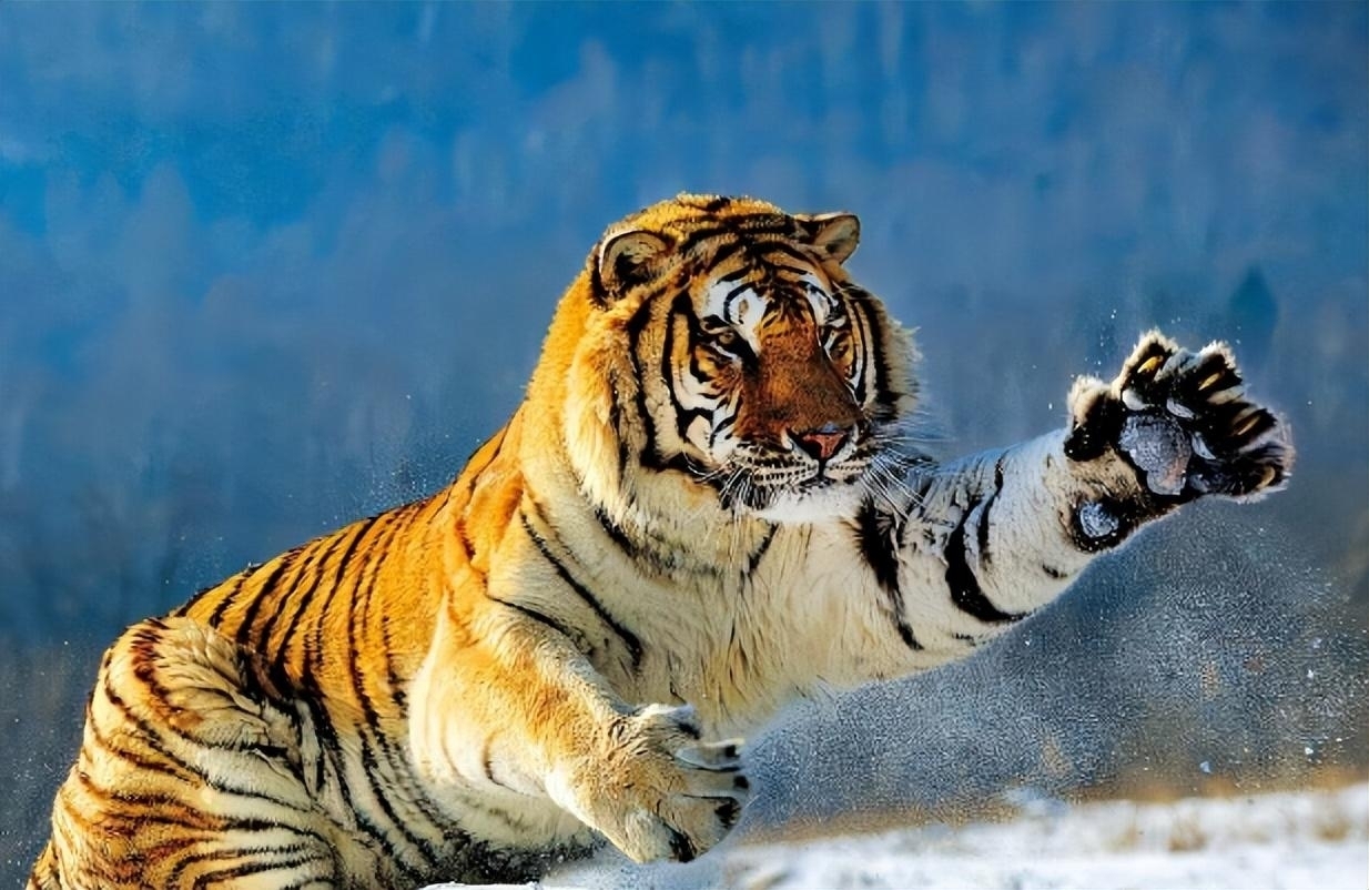 斑鬣狗可以打得过东北虎、非洲雄狮或者孟加拉虎吗？...