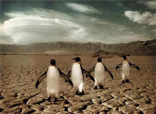 如果动物消失，对人类会有怎样的影响？...