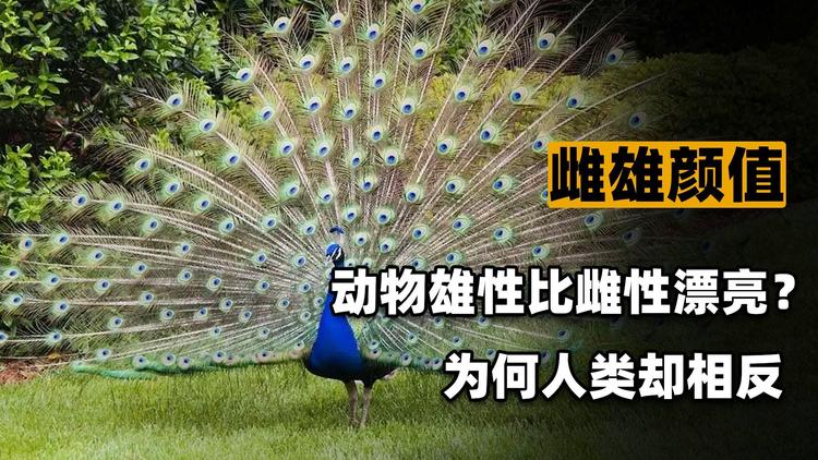 为什么动物界雄性通常比雌性好看，而人类却正好相反？