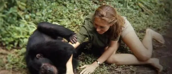 人类和黑猩猩不能产生后代？科学家如何知道，推测或是...