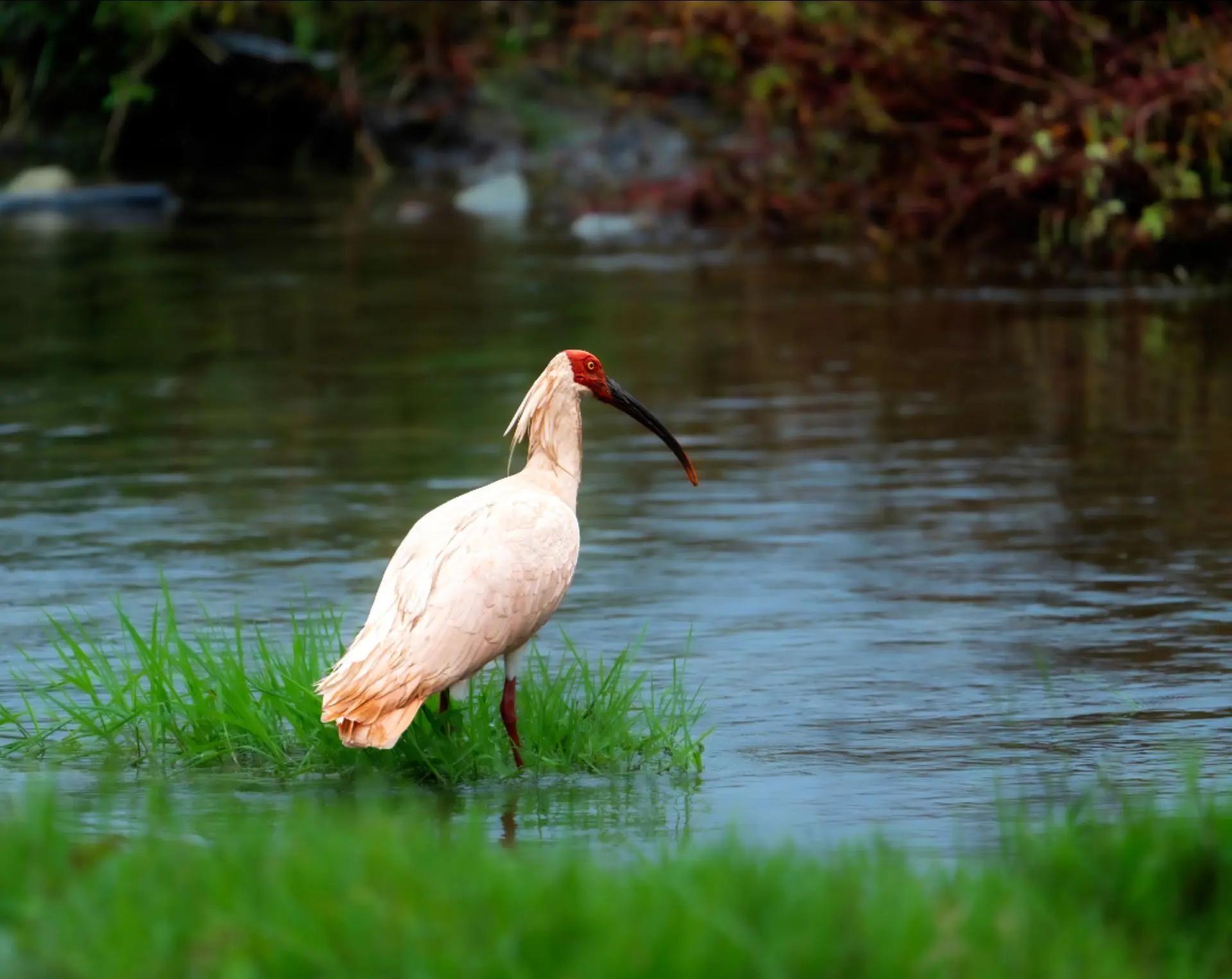 朱鹮是怎么从濒临灭绝到数量暴增的秘诀是什么？