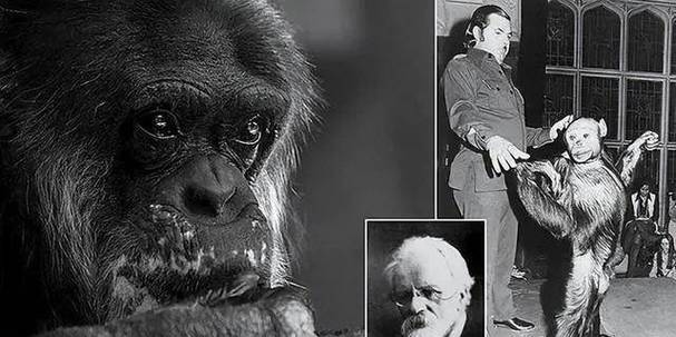 这项科学实验真的靠谱吗？科学家把猩猩和孩子一起养，结果怎样了？
