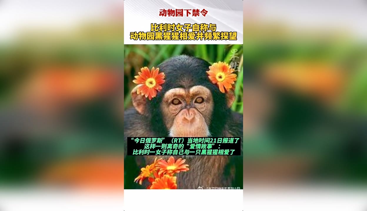 比利时女子真和黑猩猩相爱了吗？人与动物间到底能有感情吗？