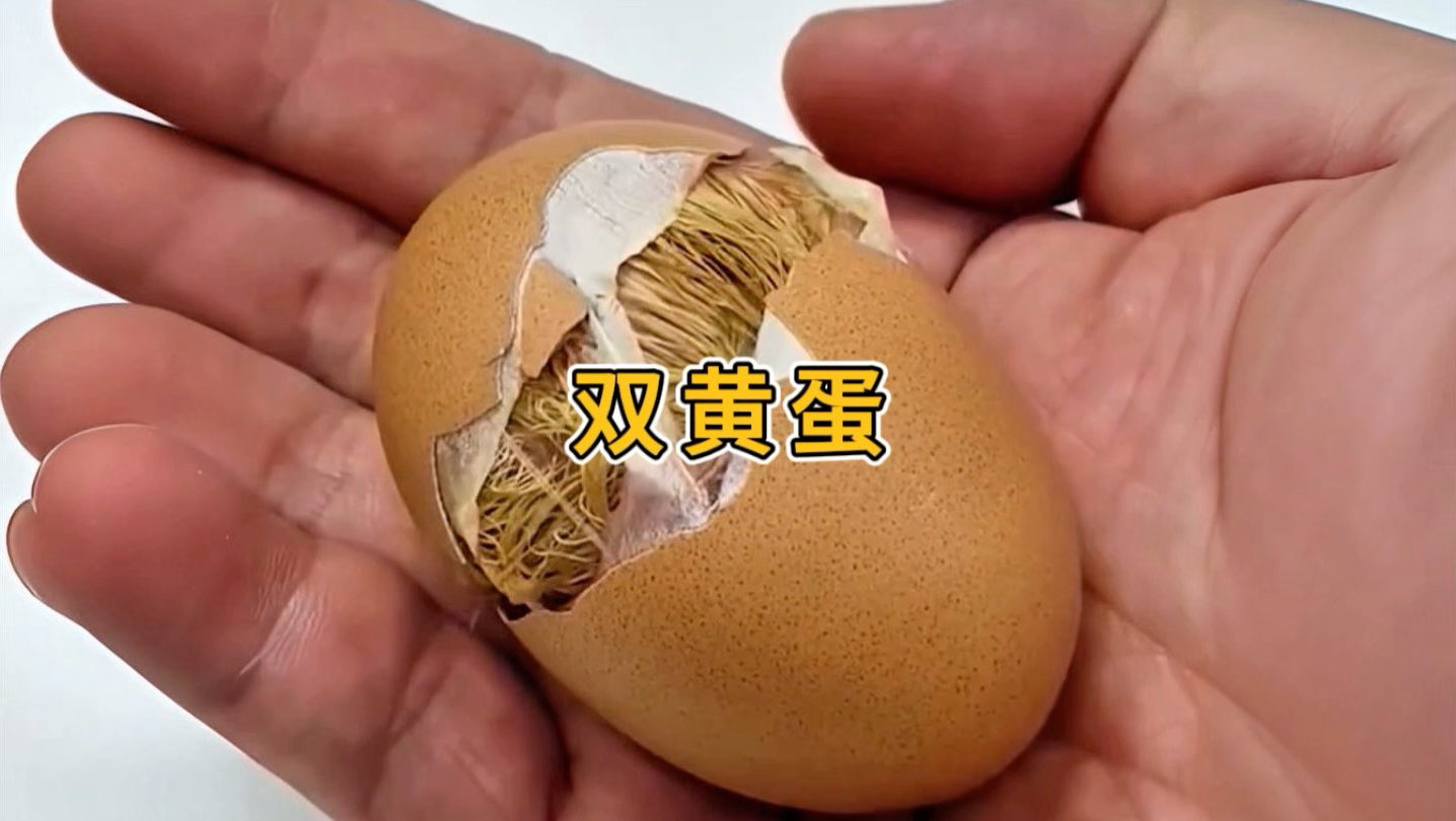 双黄蛋可以孵化出什么样的小鸡？...