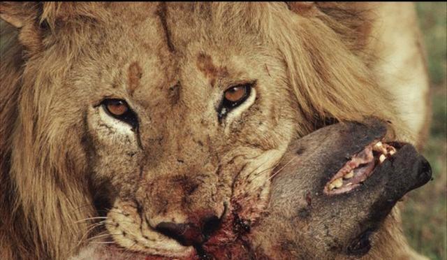 狮子和鬣狗不共戴天，为何狮子只咬死鬣狗而不吃？...