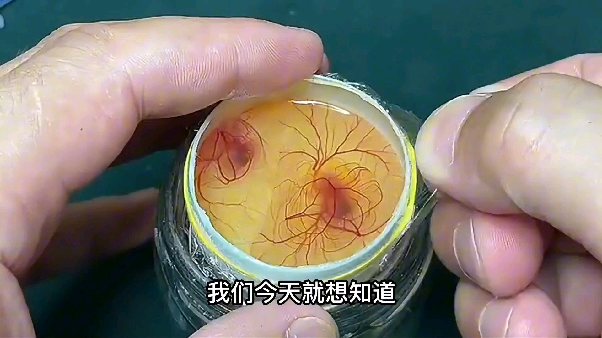 鸡蛋是受精卵吗 超市买的鸡蛋能孵小鸡吗