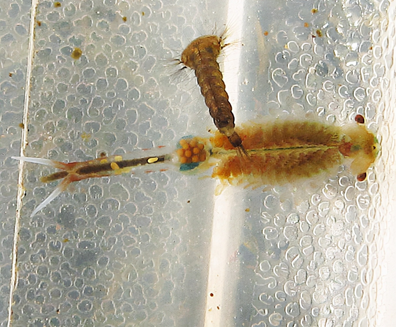 江苏发现2亿年前的仙女虾，它到底有多厉害？