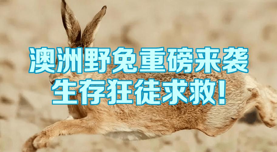 为什么澳大利亚的野兔泛滥成灾？它们是如何打破近亲繁殖的困境的？