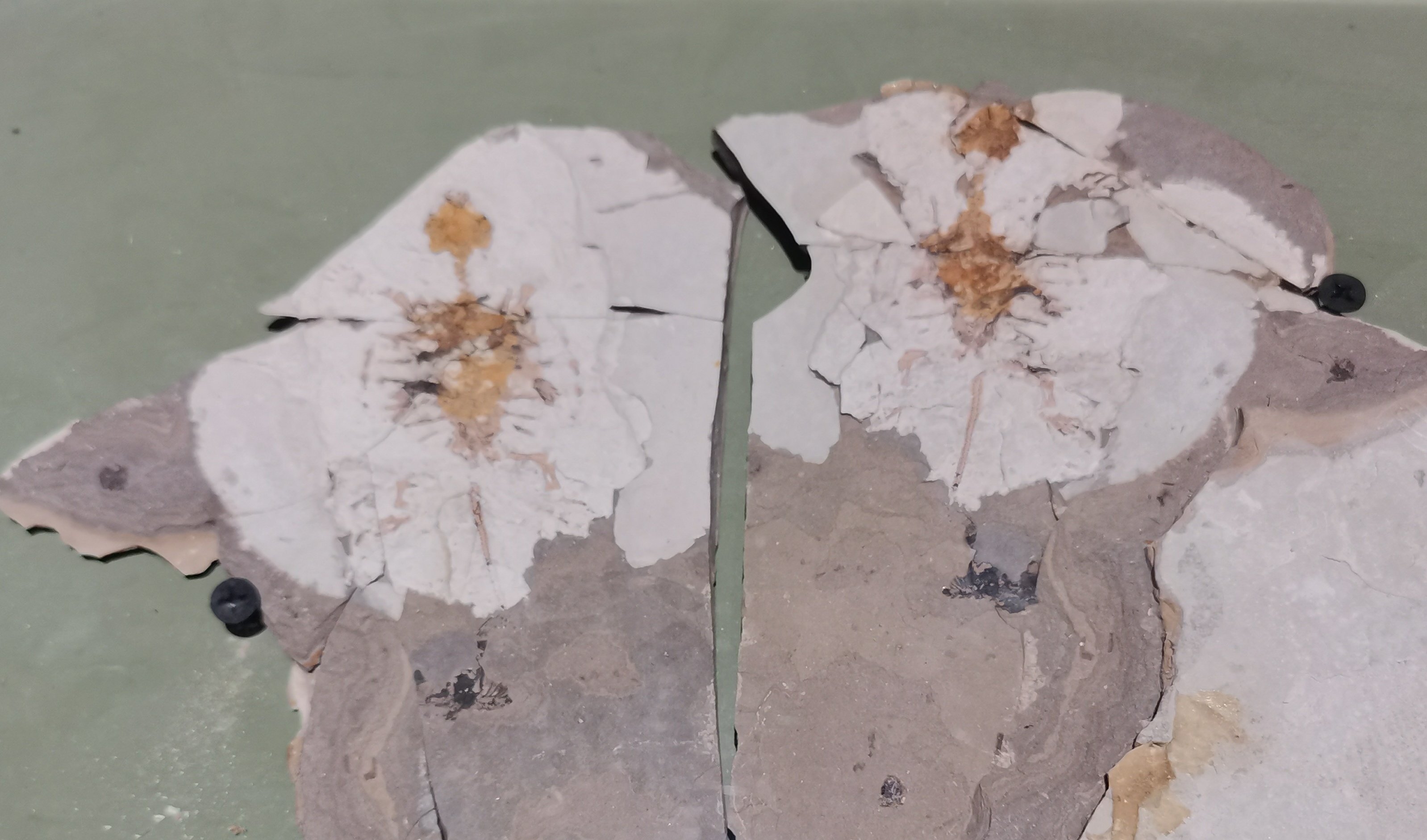 地震后有的地面上会生白毛,这“白毛”究竟是什么?...