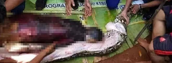 大蟒蛇吃人自救 匕首能否割开蛇肚逃生