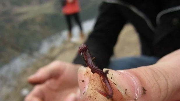 蚯蚓生活在泥土中，而鱼儿生活在水中，为什么用蚯蚓钓...