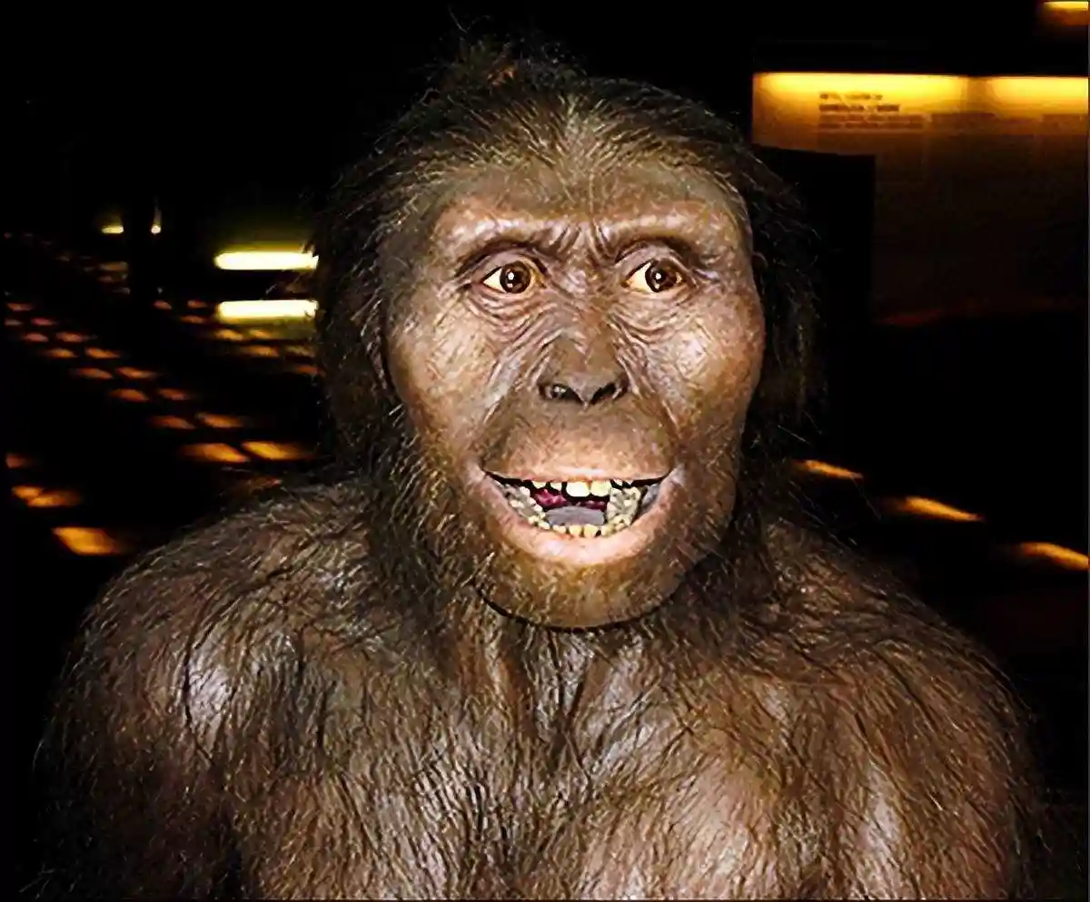 人类起源之谜 最早的人类化石发现