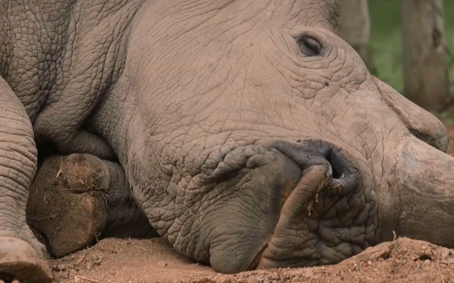 北部白犀牛真的还能通过人工授精复活吗？2024年灭绝动物现状揭秘！