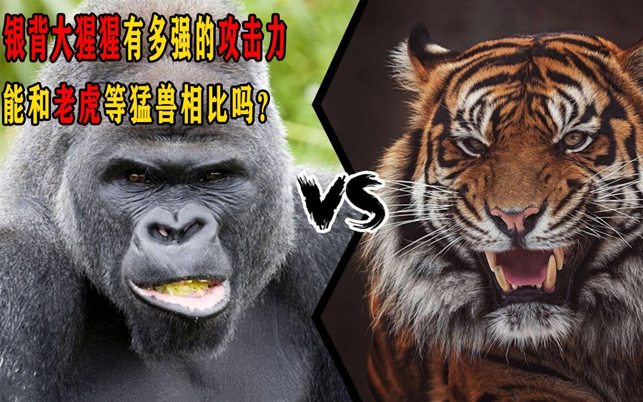 银背大猩猩遇到老虎会是什么结局?...