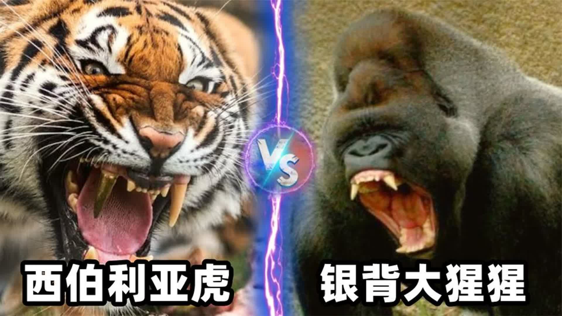 银背大猩猩遇到老虎会怎么样？它真的能打赢老虎吗？