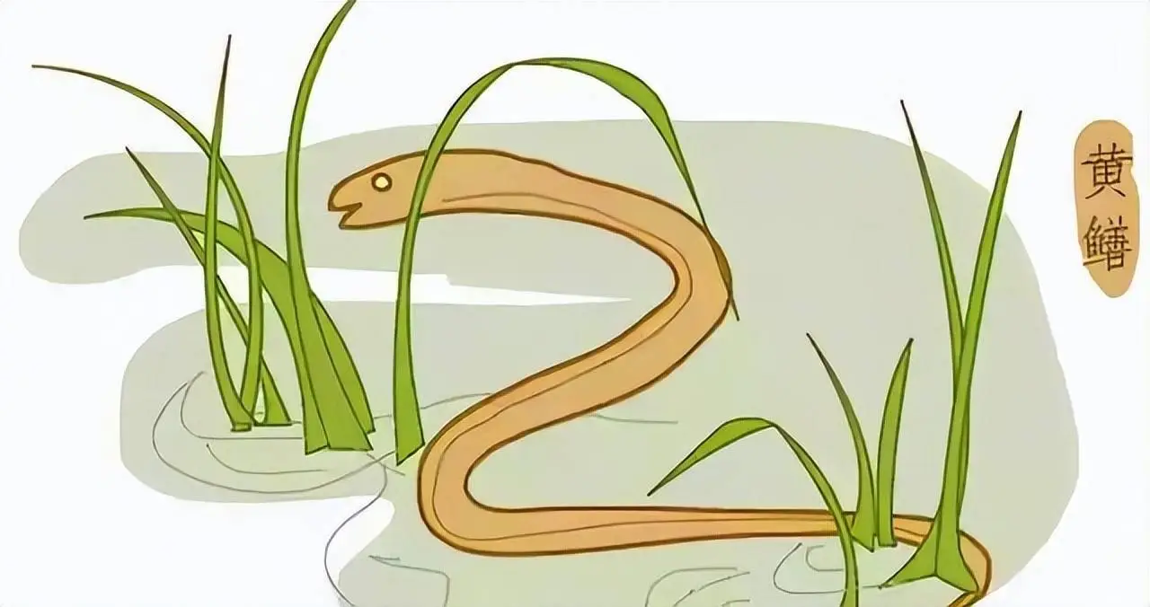 为什么说“蛇吃黄鳝是找死”？这背后到底有啥真相？