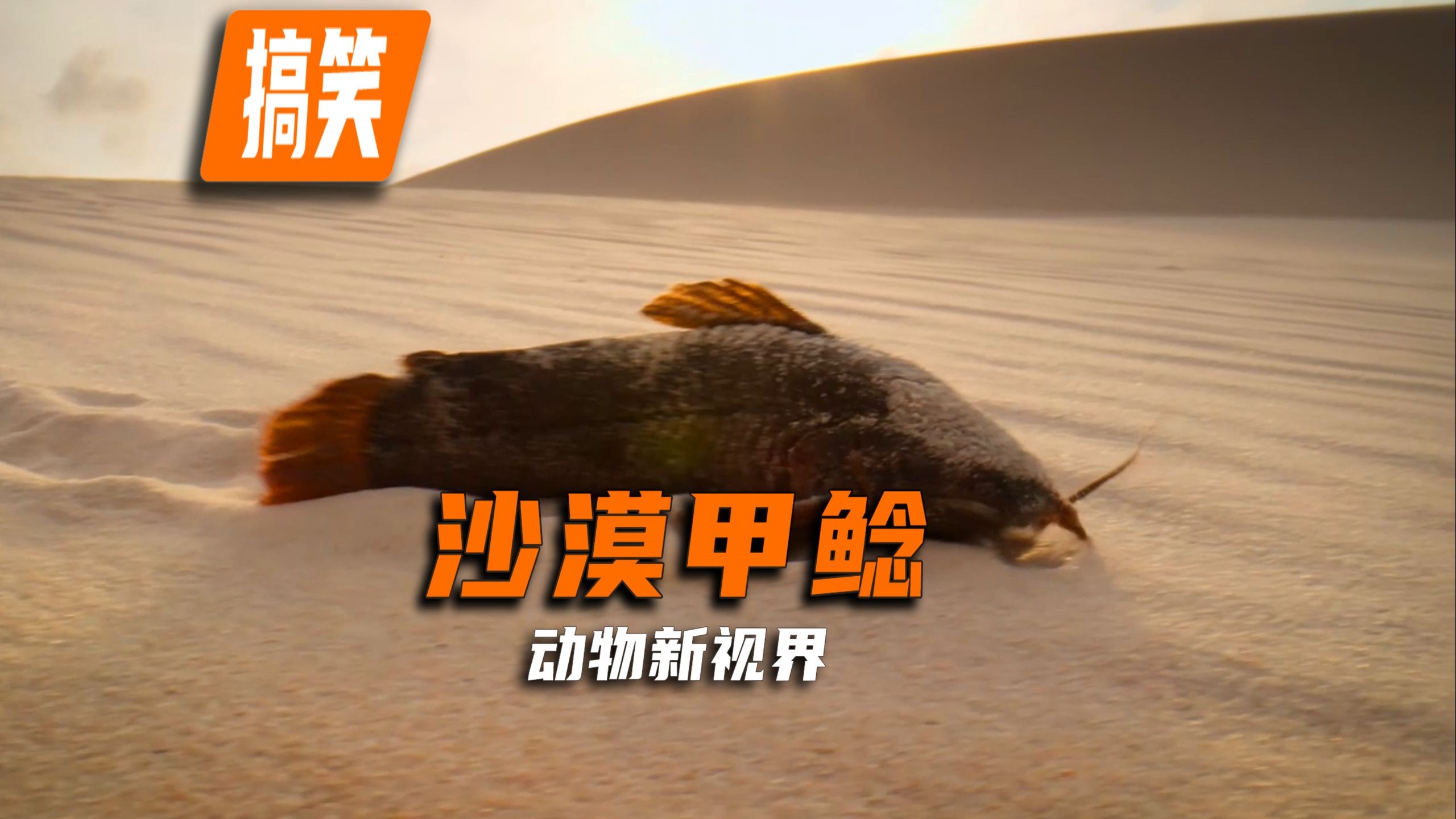 沙漠鱼仅剩38条生存危机 为何不转移保护