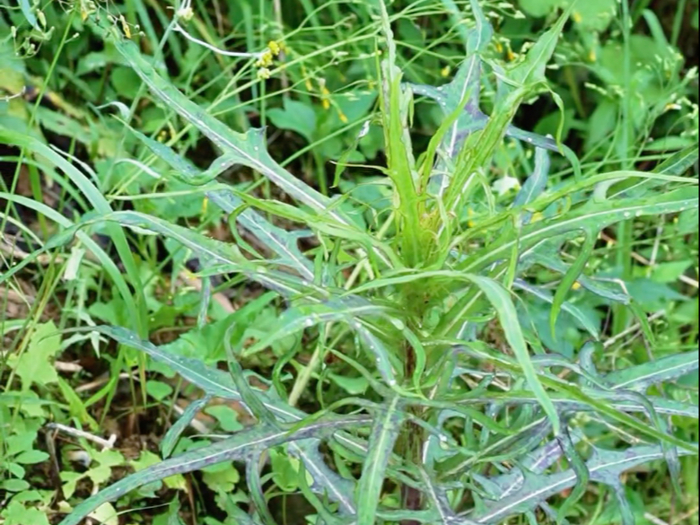 植物叶子上出现的“白色泡沫”，老人说它是蛇口水，这...