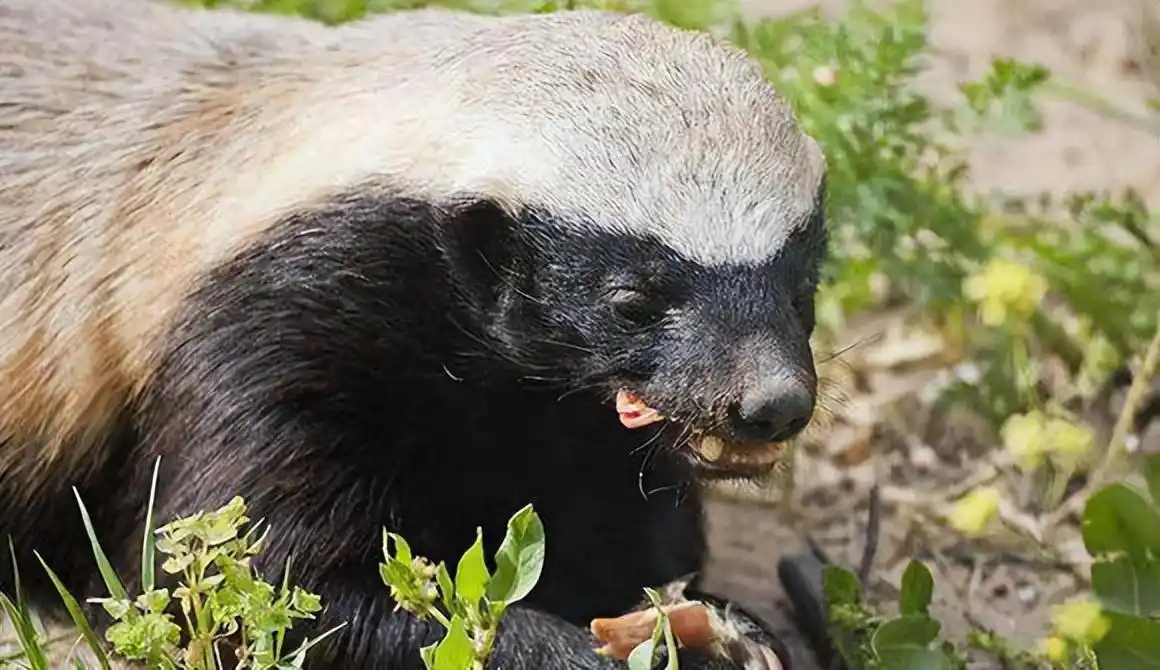 两只蜜獾放到大连蛇岛上，两万条毒蛇大约多长时间能吃...