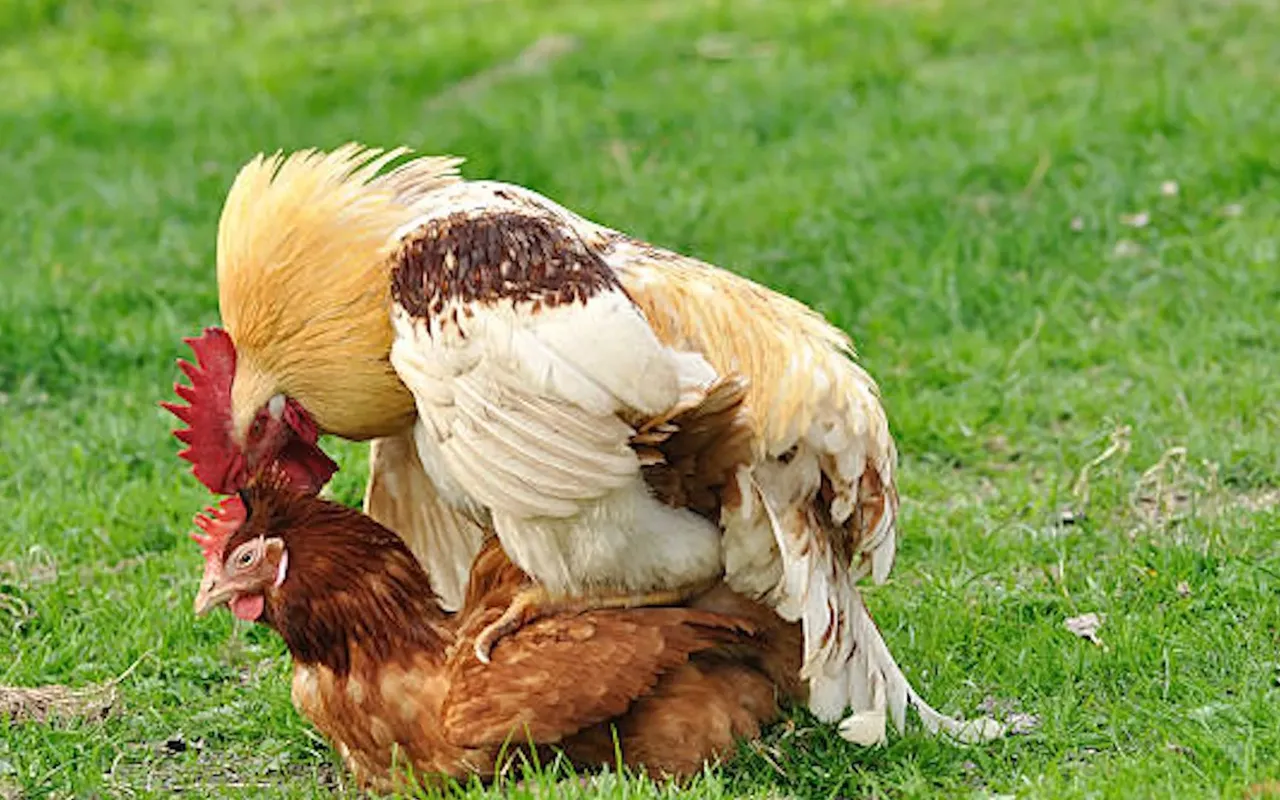 为什么母鸡和公鸡不交配就能生蛋？那公鸡存在的意义是...