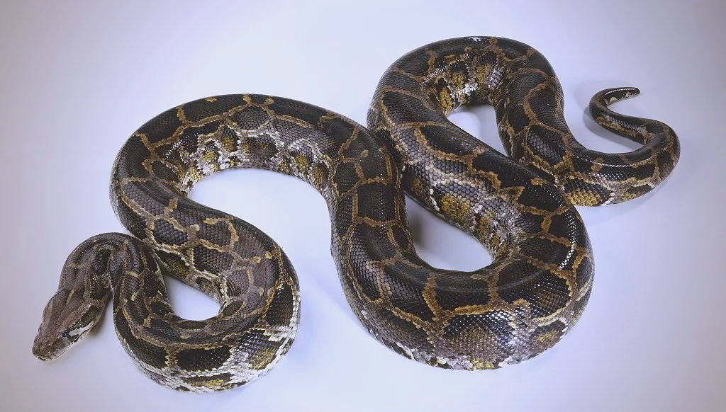 客观来讲：澳洲和非洲哪里的蛇更毒？...