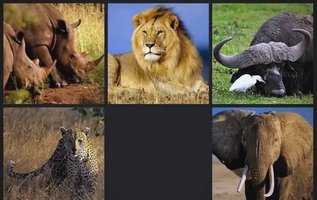 为什么食草动物遇到食肉动物时总是选择逃跑，而不抱团反抗？