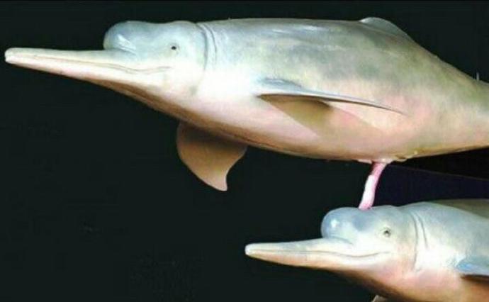 动物交配只是为了繁衍？...