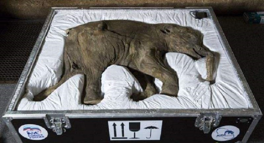 为什么人类害怕同类尸体，而不害怕动物残骸？