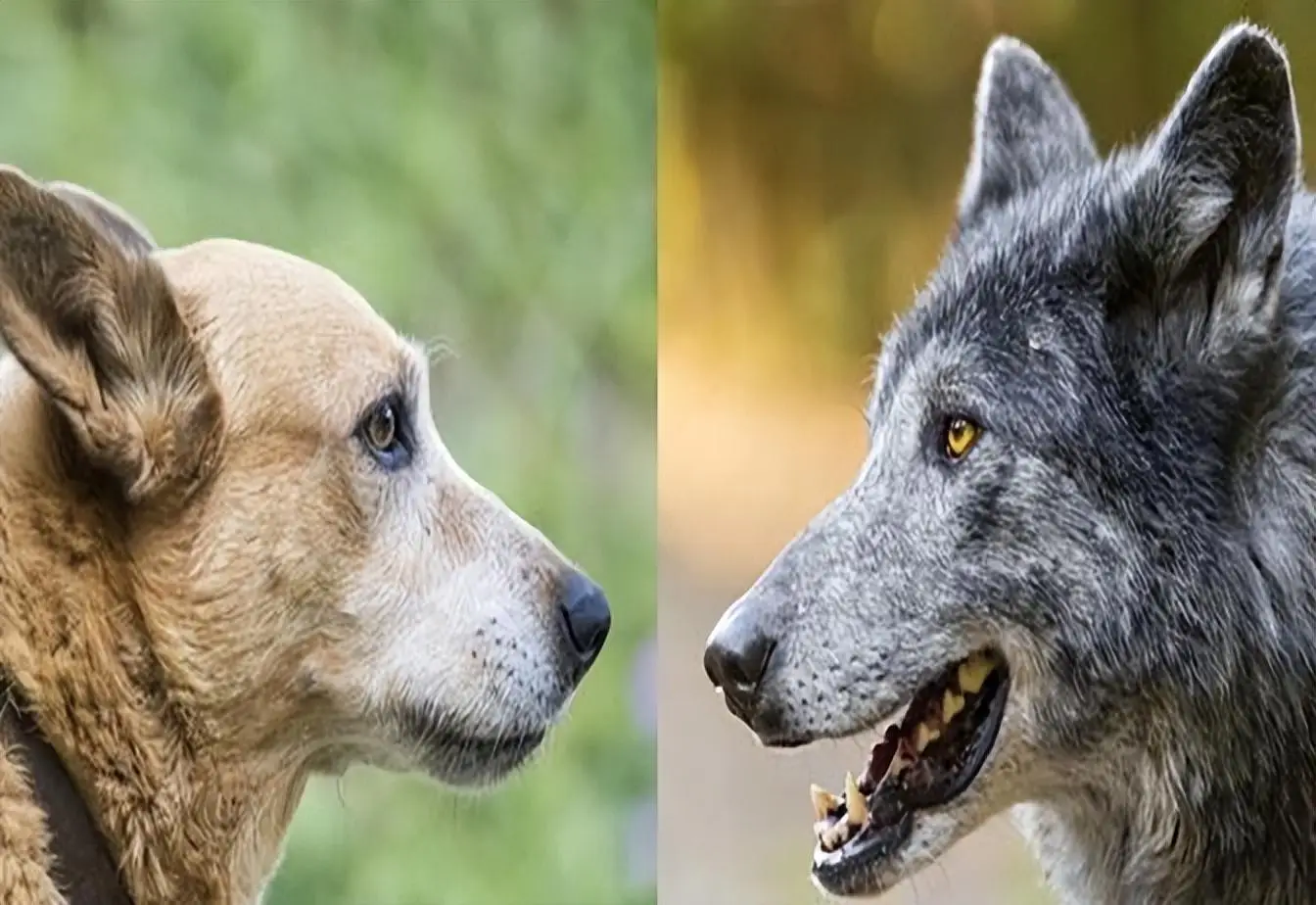 狼群真的不敢攻击有牧羊犬保护的羊群吗？狼群难道打不...