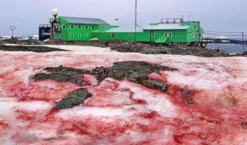 南极为什么会出现“西瓜雪”和“红雪”？到底是怎么回事？