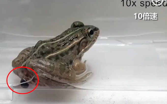 “无敌”甲虫被活生生吞下，从青蛙屁股跑了出来，它如...