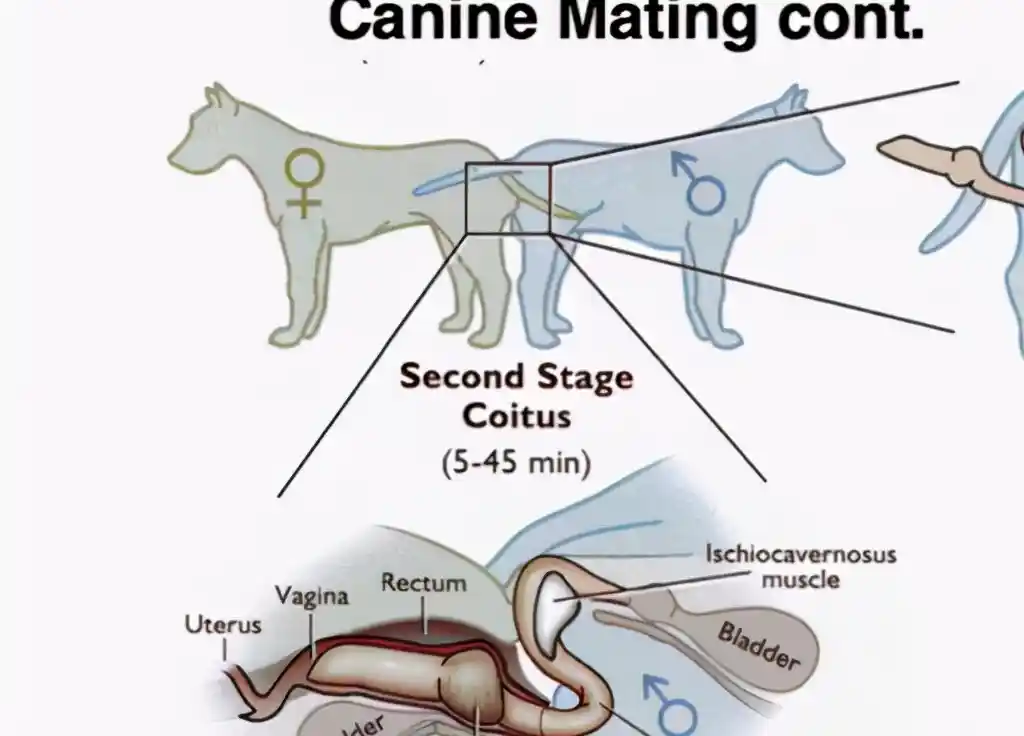 为什么狗狗交配时会“锁上”而难以分开？这背后有什么秘密？