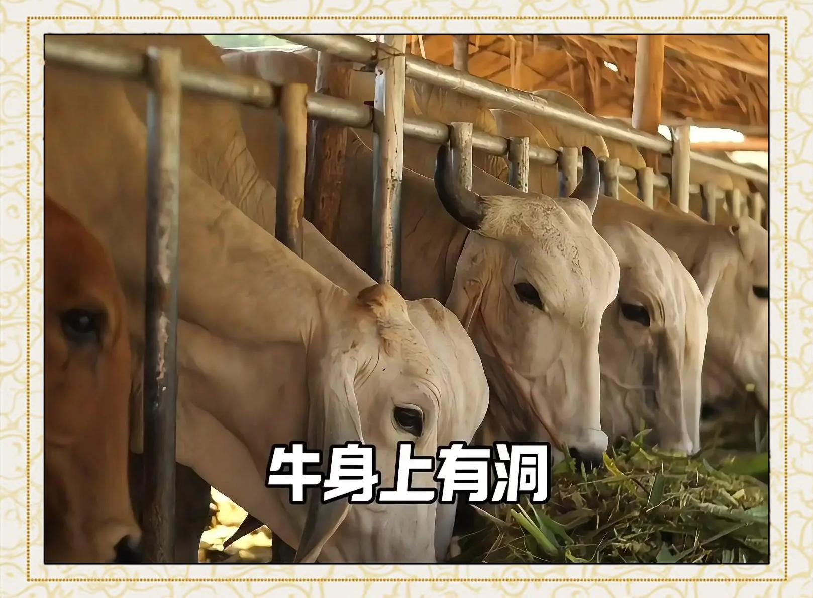 美国农场里的牛，在肚子上挖一个大洞，还要用手掏，难...