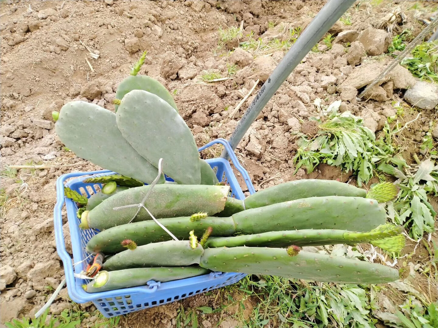 墨西哥最美味的小吃是仙人掌?...