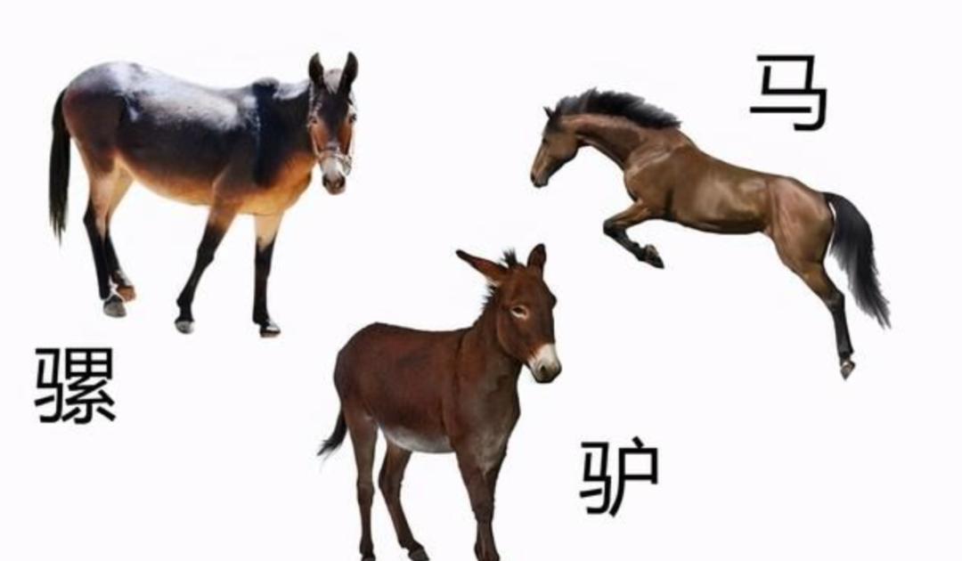 狮虎兽诞生之谜 生殖隔离背后的科学原理