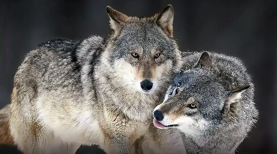 狼群以家庭为单位，低级狼没有交配权，它们如何繁衍后...