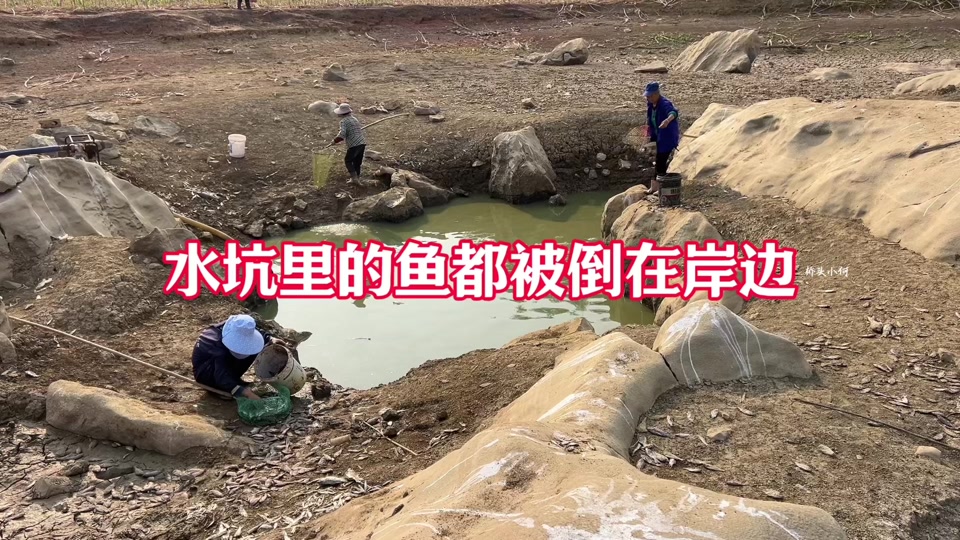 为什么野外的小水坑，可以发生“无中生鱼”的现象？...