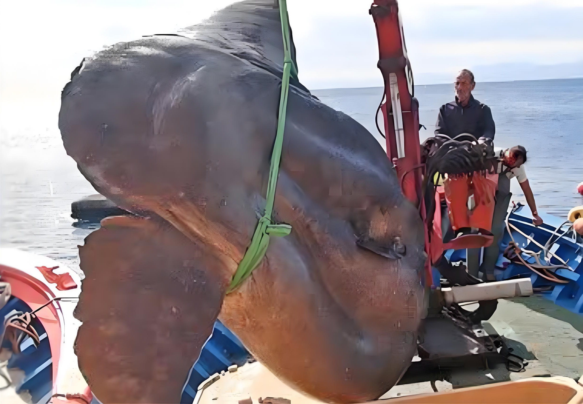 翻车鱼被啃不逃跑原因 翻车鱼为何不会灭绝