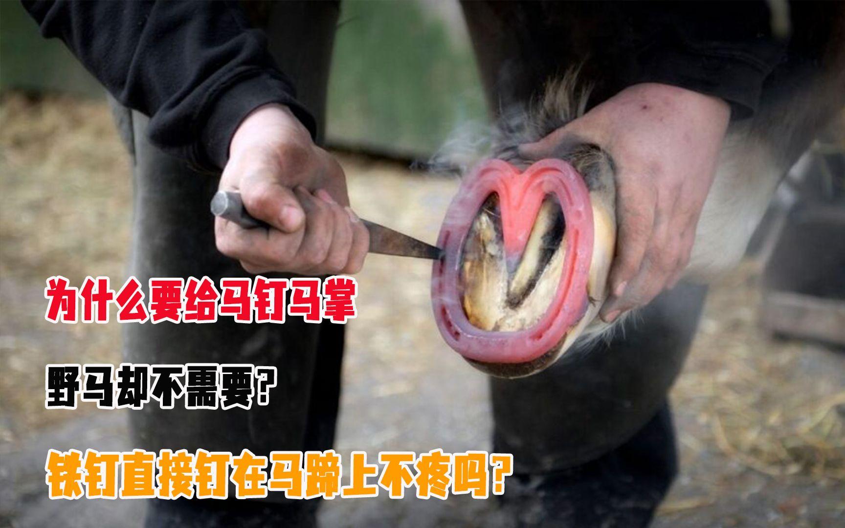 为什么驯养的马要定期换马掌，野马不用脚掌也能跑得很...