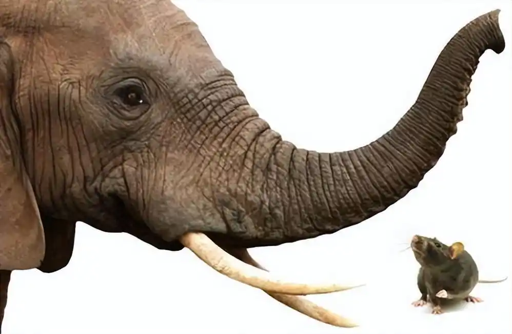 大象真的害怕老鼠吗？传说背后的真相是什么？